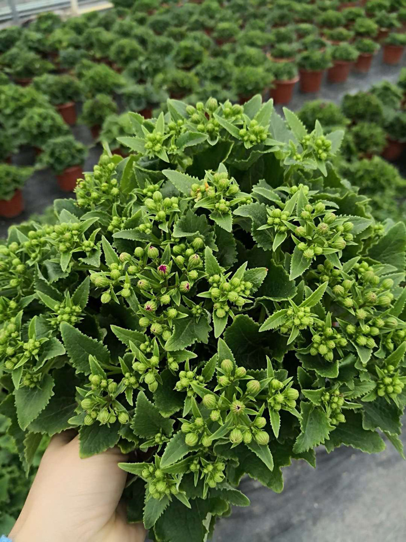 基地直供绿化工程植物室内外绿植小盆栽富贵菊230瓜叶菊