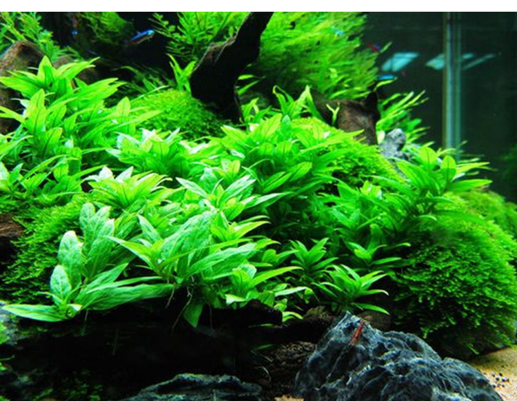 鱼缸造景真水草活体叉柱花前景水草水族箱装饰植物草缸造景草批发