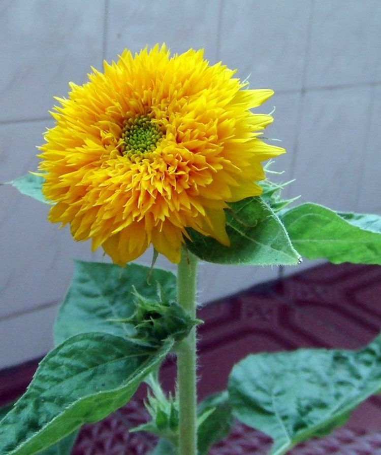 矮向日葵种子 春播葵花籽 迷你向日葵 玩具熊向日葵 向日葵花海