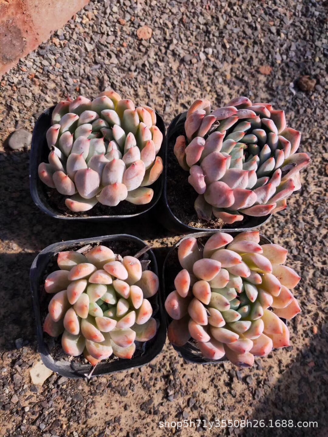 093多肉盆栽植物大棚批发 小桃红 品相好多肉品种裸根发