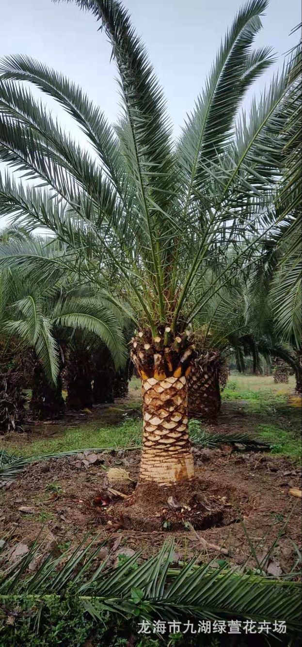 杆高1米自然高度35米4米加拿利海枣海枣树行道树风景树