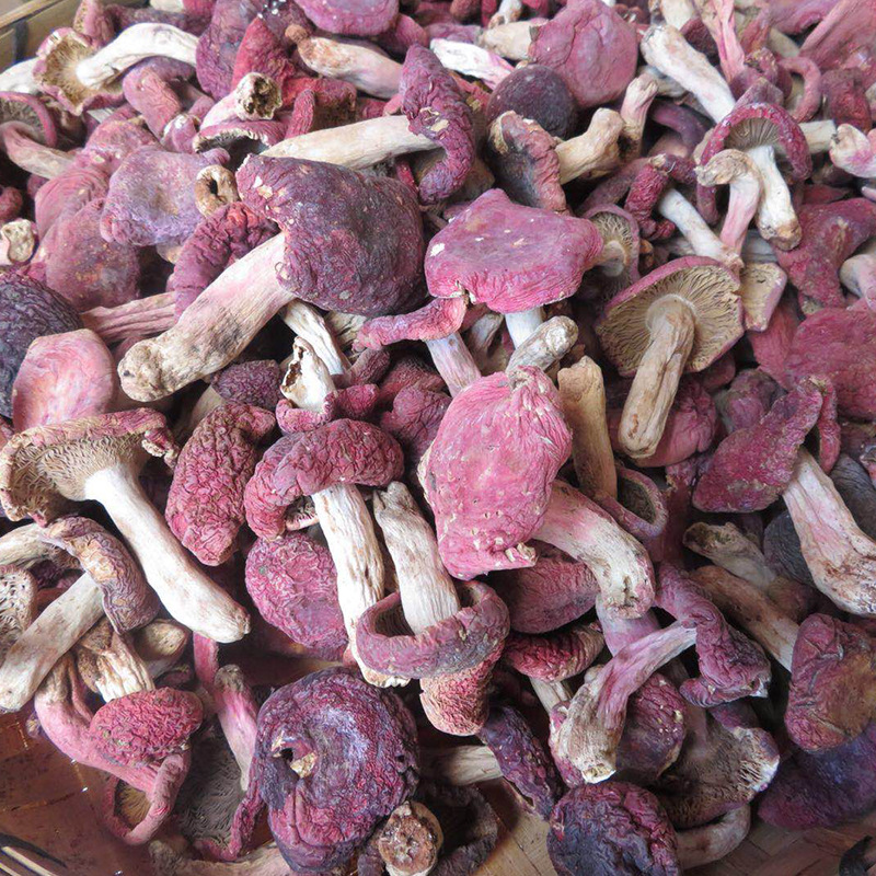云南野生小红菇干货 食用红姑 产地批发红蘑 红菌食用菌厂家