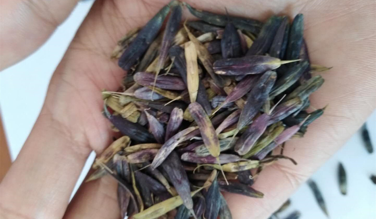 批发板兰根籽 板蓝根种子 大青叶 靛青根蓝靛根种籽