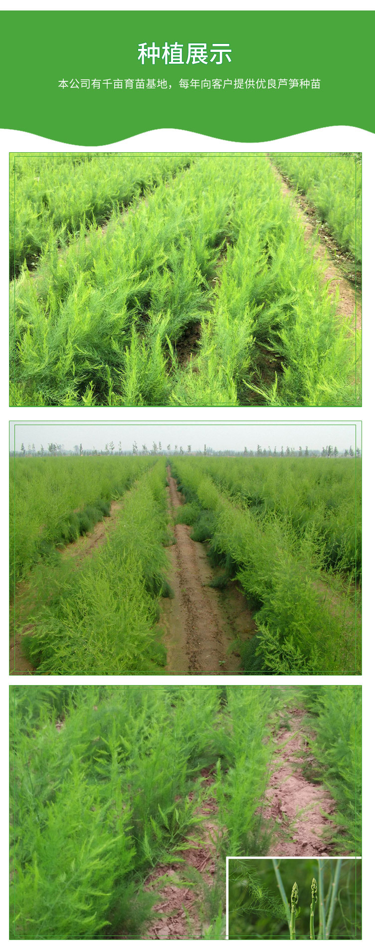 绿芦笋种植合作社大量供应芦笋种苗 一年生两年生芦笋苗