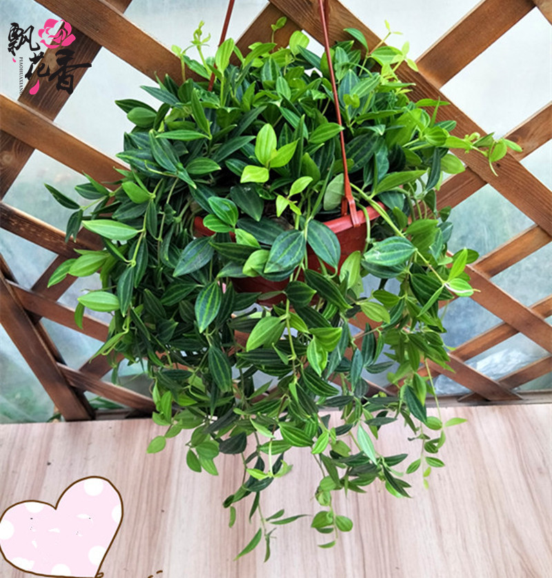 室内绿植花卉翡翠盆栽垂吊植物办公室桌面吊兰植物阳台好养