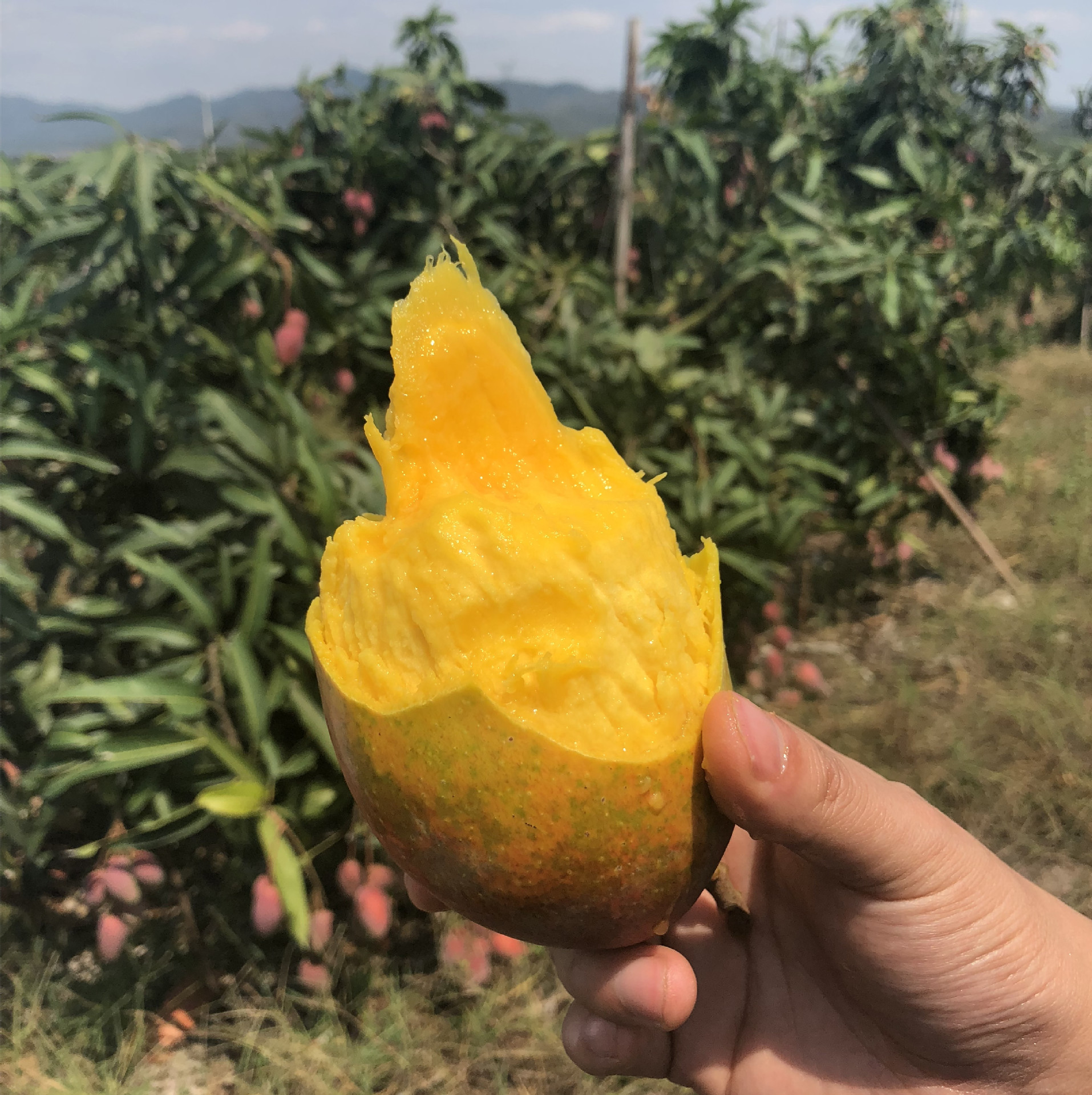 海南贵妃芒果 新鲜水果8斤现摘批发非大青芒玉芒一件代发