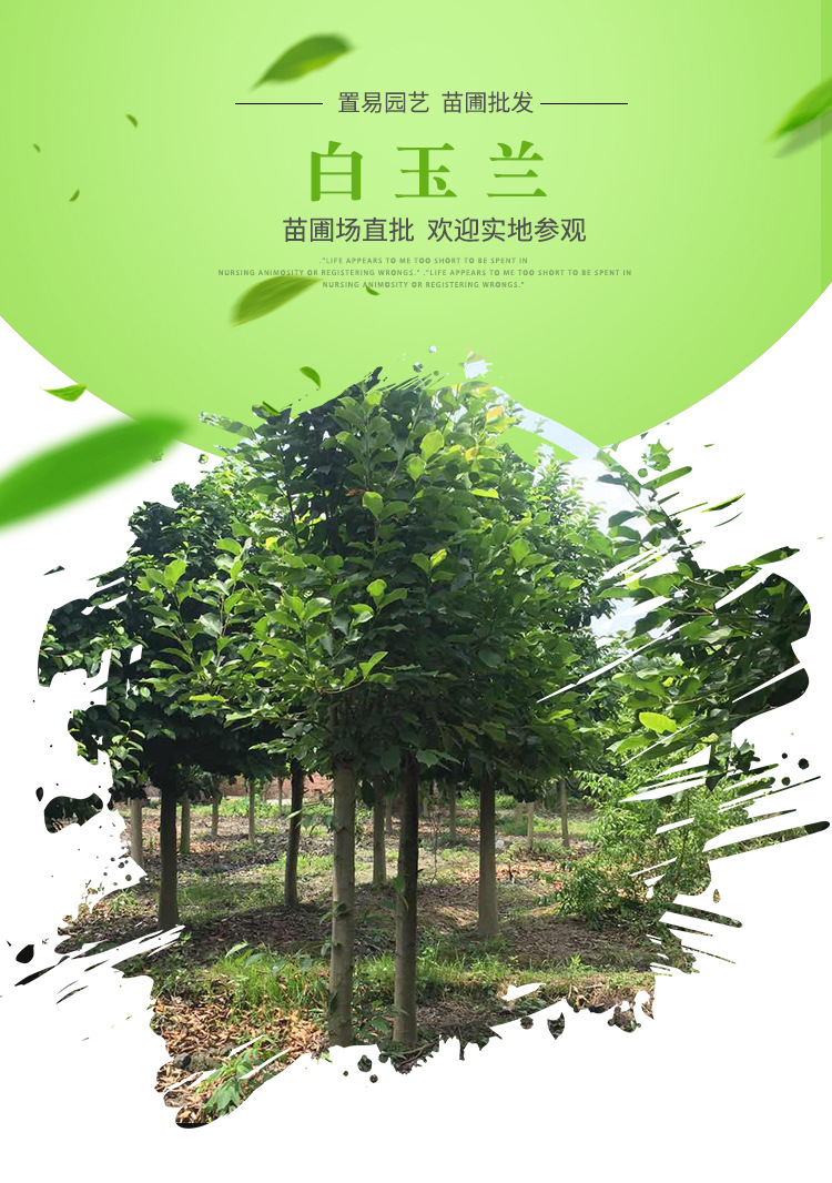 白玉兰树苗批发行道风景树 园林绿化苗木白玉兰苗 庭院观赏