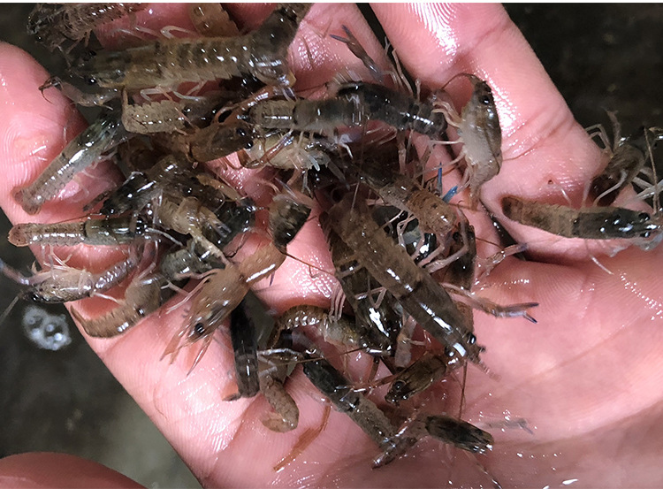 现苗供应 澳洲淡水小龙虾苗 鲜活虾类 蓝色澳虾 鱼苗养殖批发-阿里巴