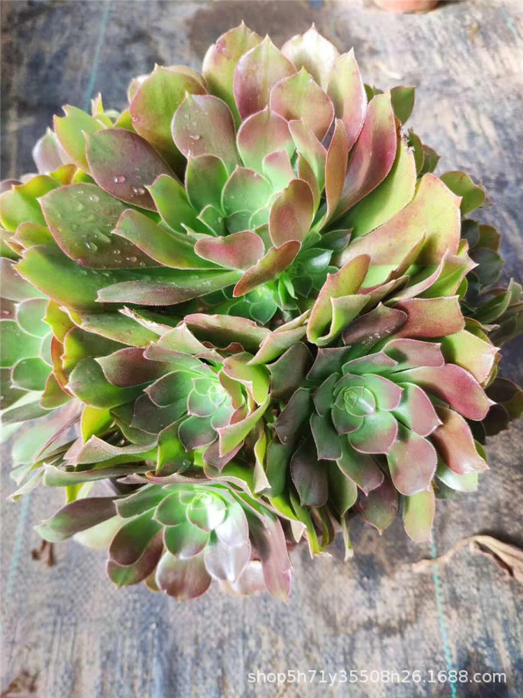 855大棚限时批发多肉盆栽植物特价 韶羞法师小桩冠幅25cm左右裸根