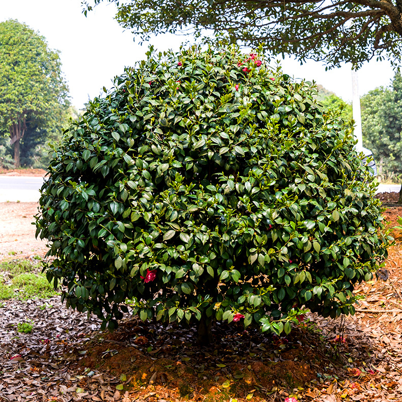 山茶花山茶花球七星茶花山茶花树汇景园艺场批发直销物美价廉苗木