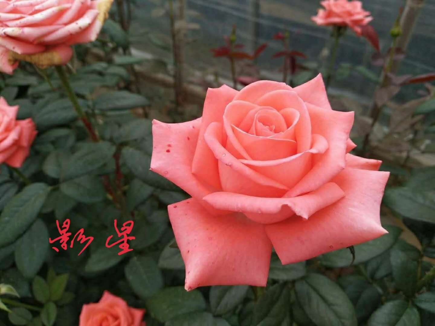 云南昆明鲜花基地 影星玫瑰花卉 四季开花绿化工程月季玫瑰苗批发