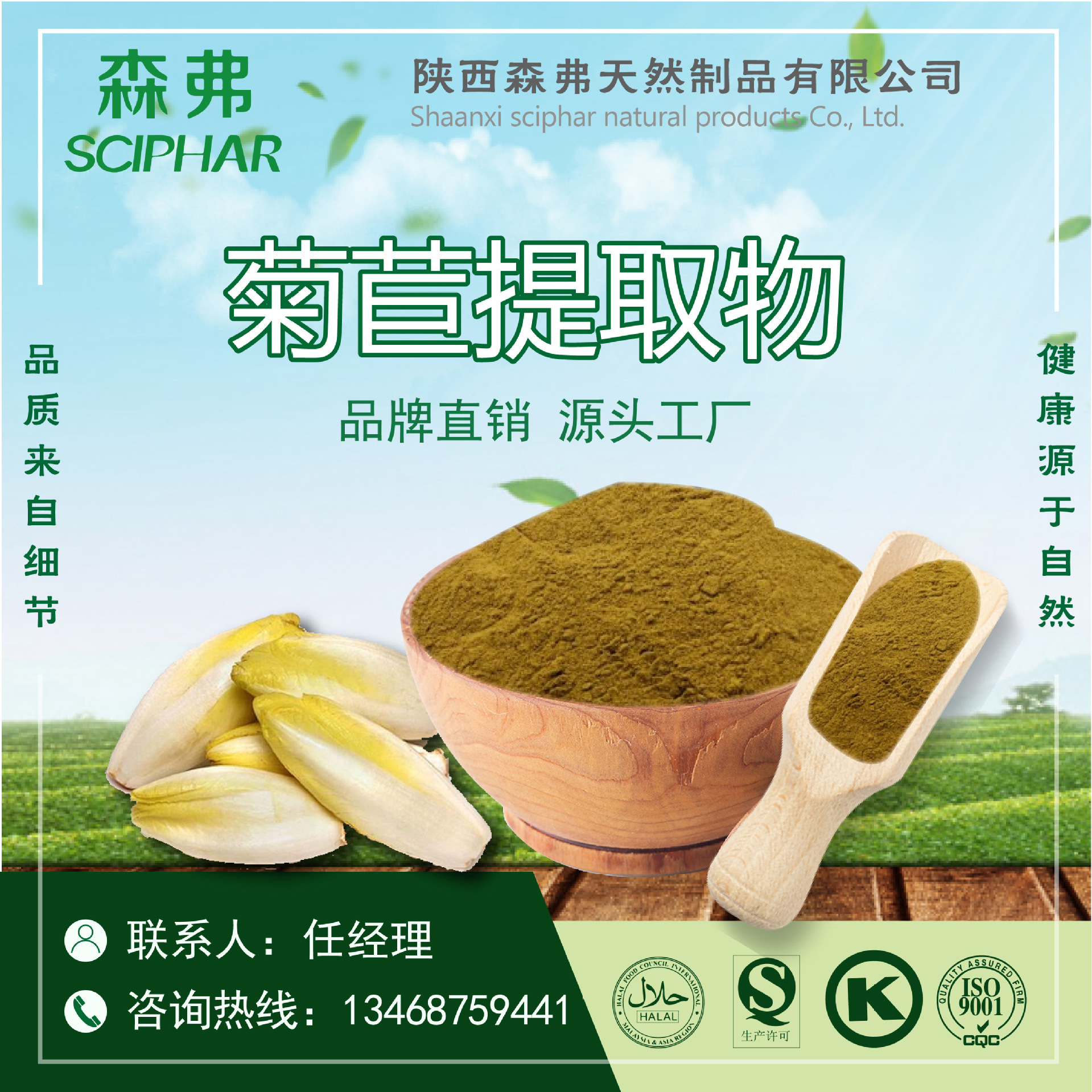 菊苣粉厂家直销菊苣粉产地货源森弗菊苣粉现货菊苣提取物
