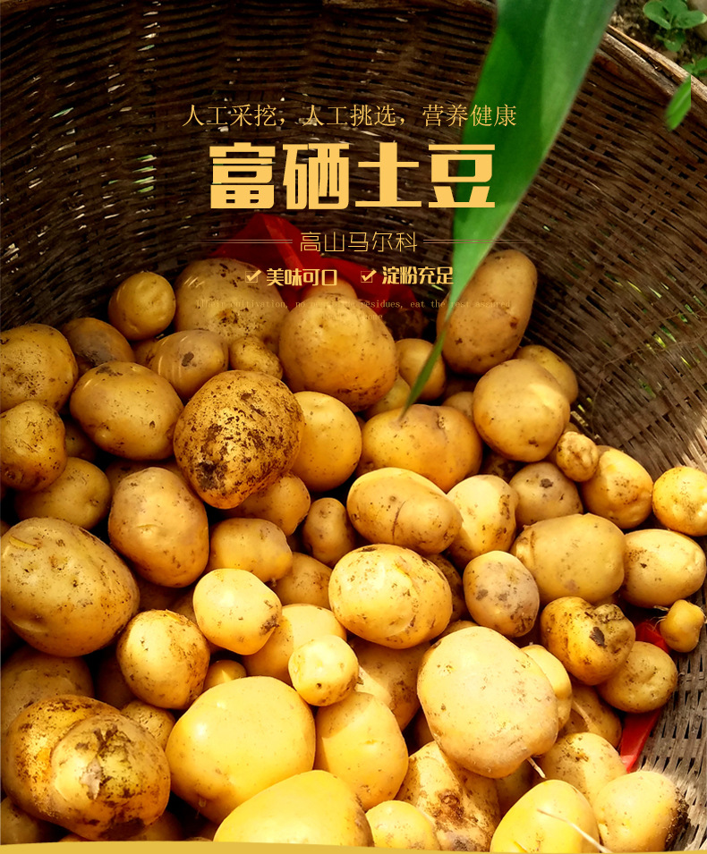 供应 富硒小土豆厂家直销