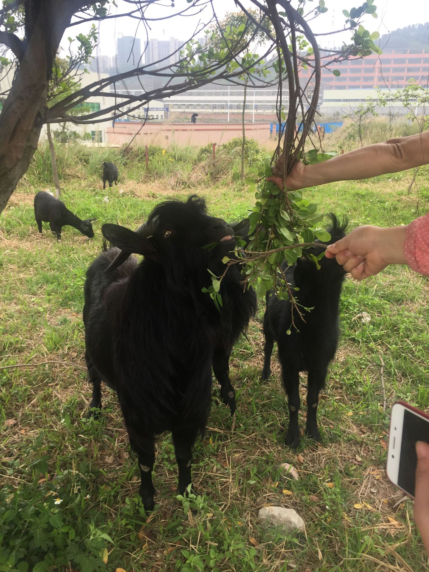 【2018网商故事随手拍】 厂里一角小小农场