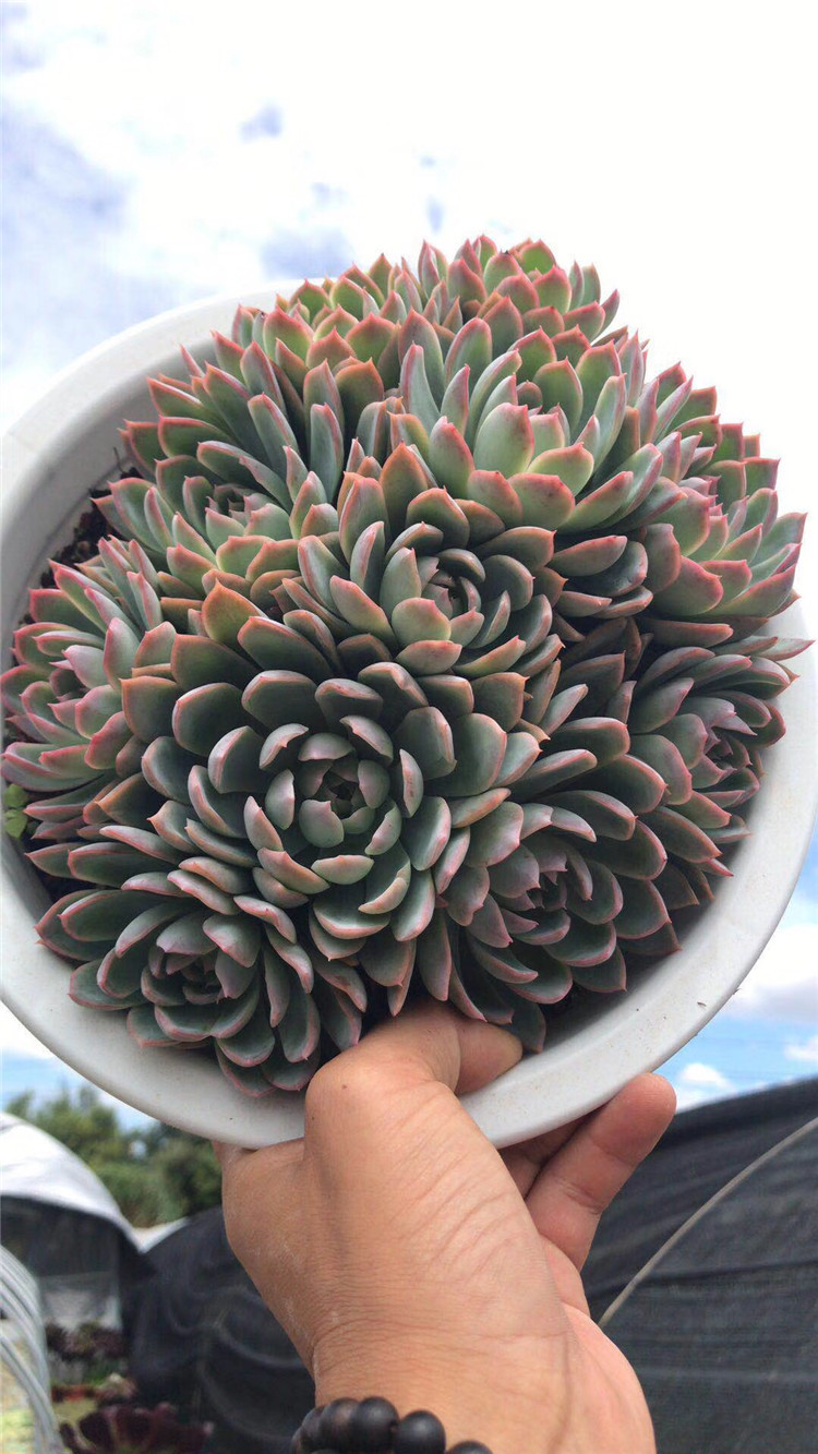 0328多肉植物品种大棚批发紫罗兰女王群盆23cm状态实拍多肉品种