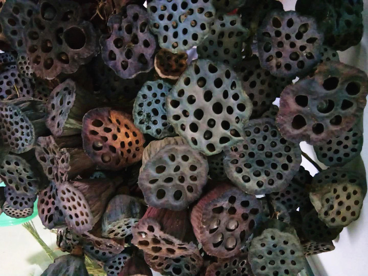 【带杆莲蓬】干花荷叶荷花莲蓬头 自然干花真杆干莲蓬拍摄道具