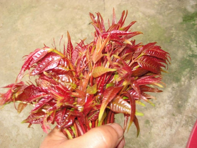 嫁接红油香椿苗 盆栽地栽果树苗椿树苗 红头香椿苗当年可食用