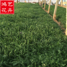 蓍草花卉基地批发 绿化植株欧蓍草 家庭园艺用花锯草园林观赏植物