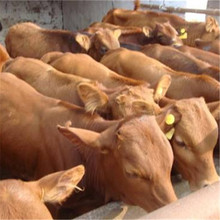 肉牛养殖成本全国肉牛养殖场牛犊那里有卖