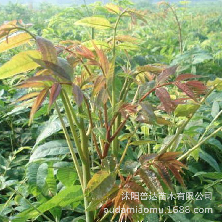 园林果树-香椿苗红油香椿树苗果树苗盆栽南北方红头苗