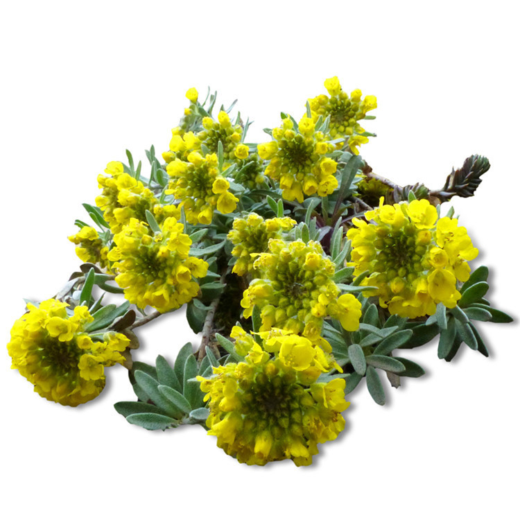 岩生庭芥种子优质多年生岩生庭芥花种野花组合景观花种子批发