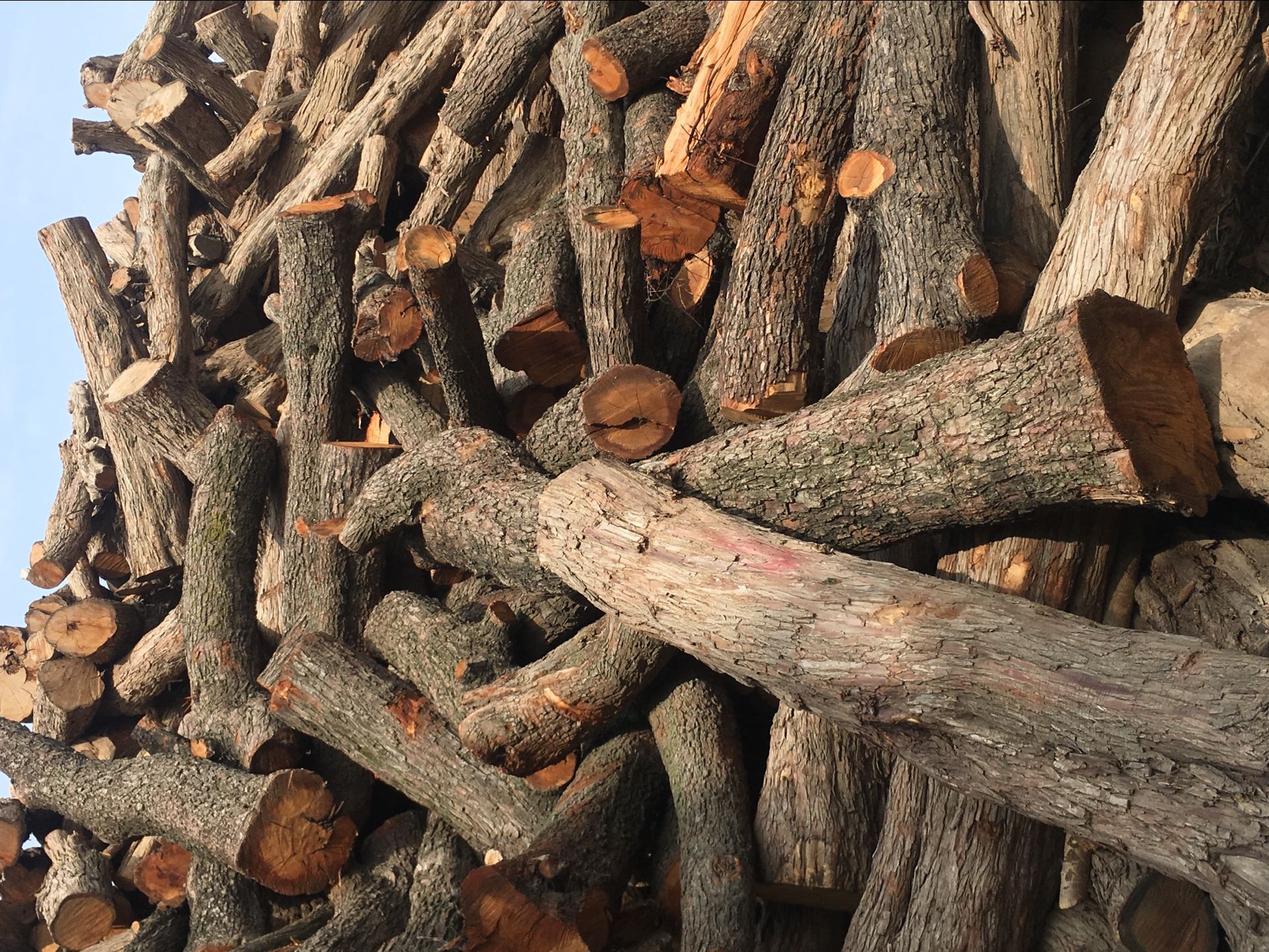 启林 大量供应 枣木原木木材 大径杜梨木厂家直销