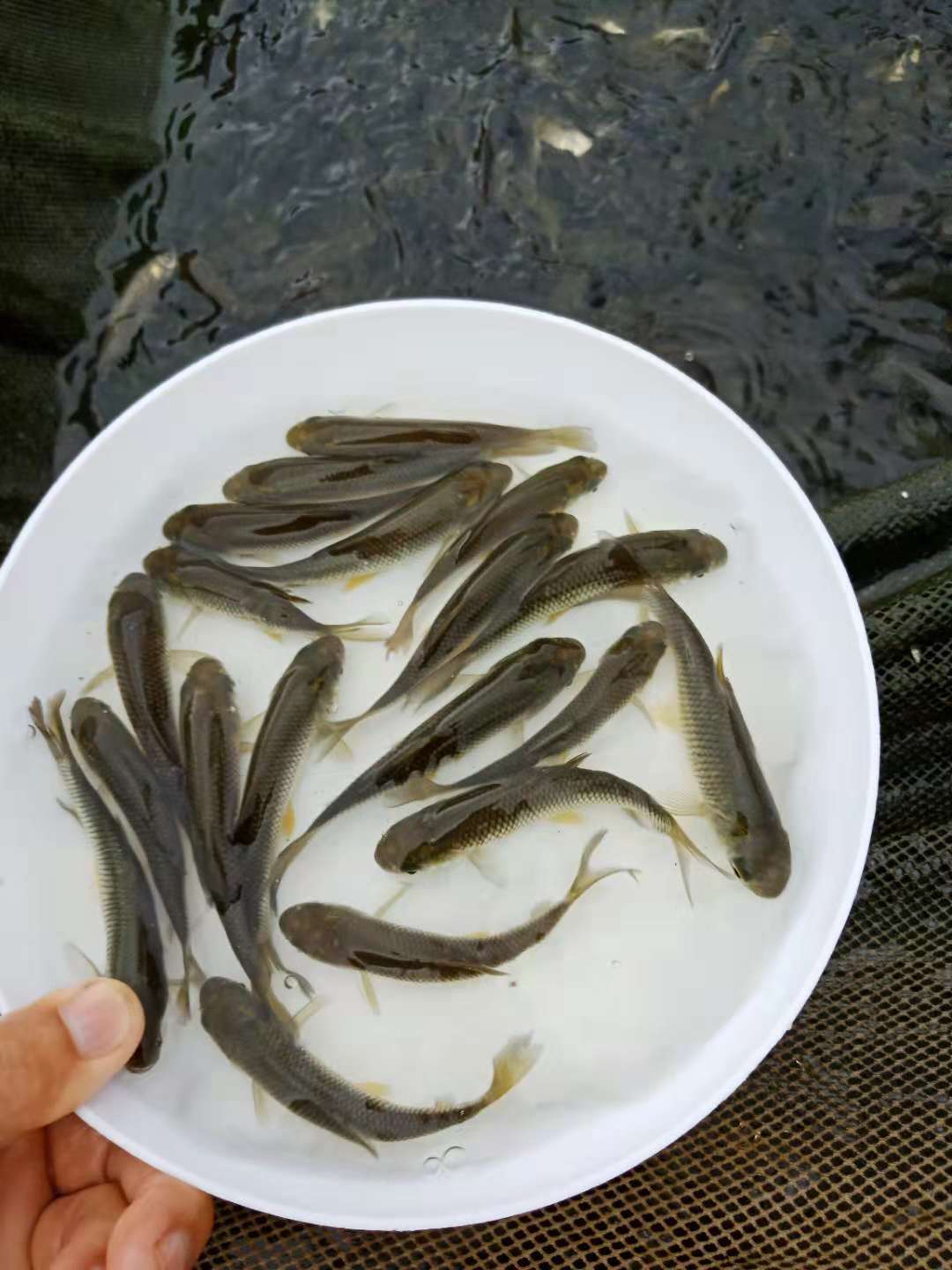 大量供应 草鱼苗 淡水草鱼苗 长江 鲩鱼苗 规格齐全 量大从优