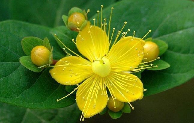 贯叶连翘提取物 千层楼提取物 金丝桃素 贯叶连翘粉 连翘苷/甙