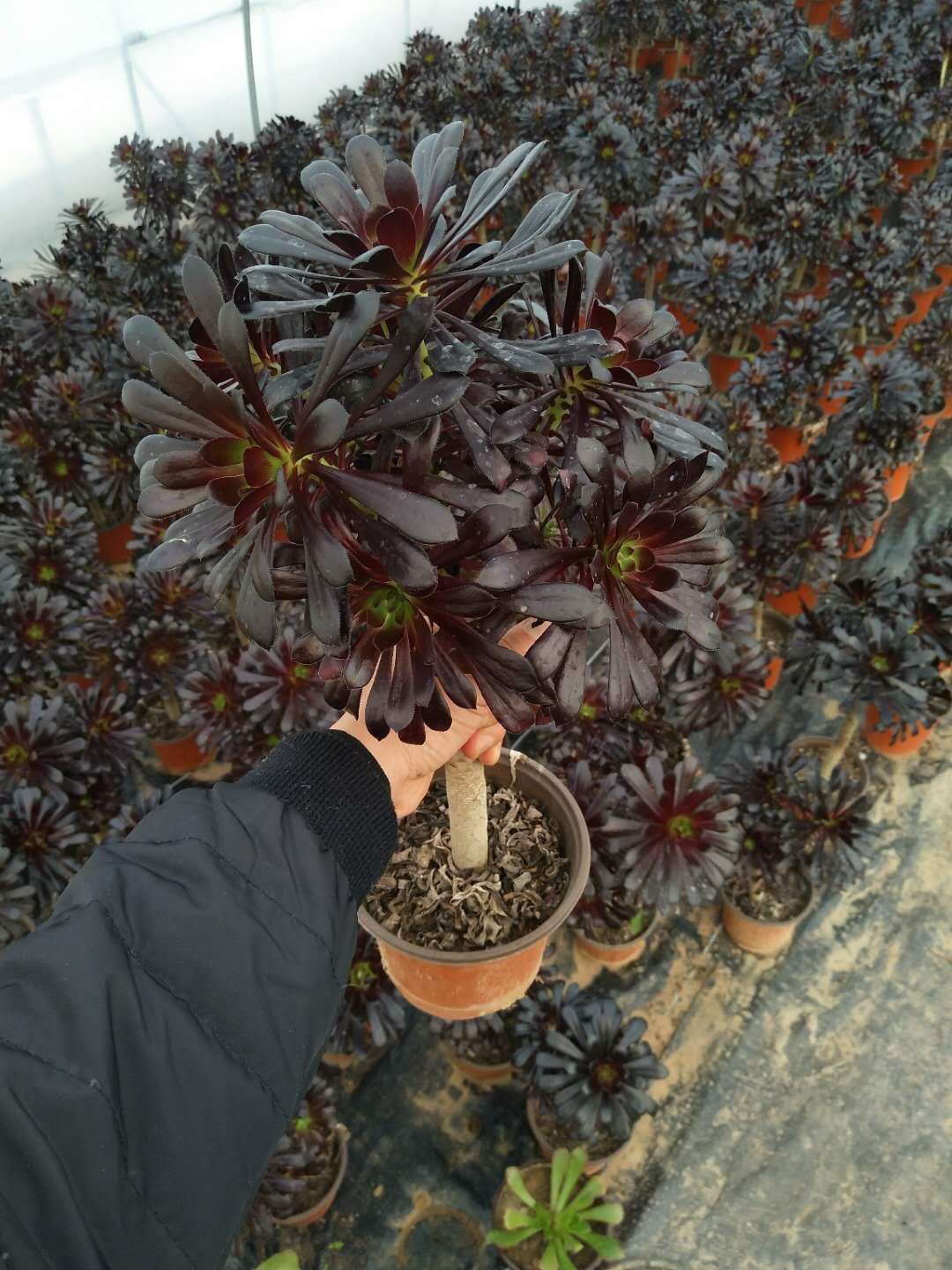 批发多肉植物墨法师老桩高度30法师 玫瑰法师 造型法师 量大批发
