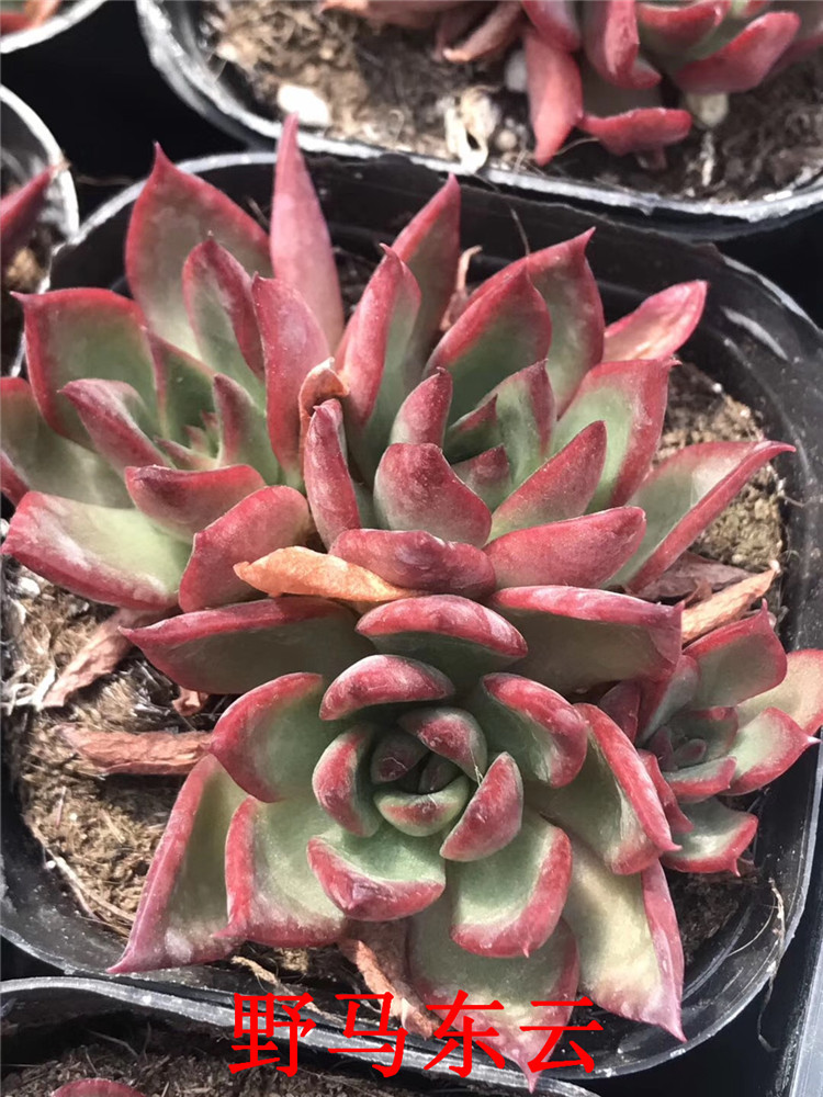 002多肉植物大棚批发野马东云2头起盆65cm多肉状态实拍