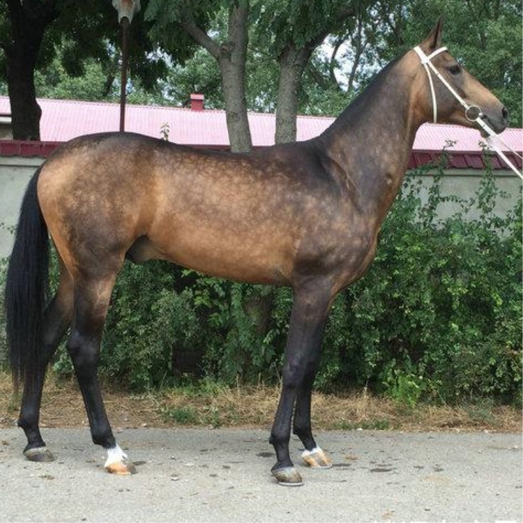 一匹菊花青的马驹子多少钱 山东买匹训好的骑乘马价格-阿里巴巴