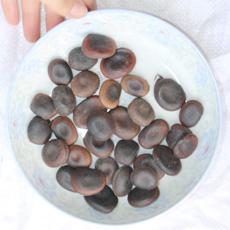 批发油麻藤种子庭院绿化彩叶攀援植物油麻藤种子