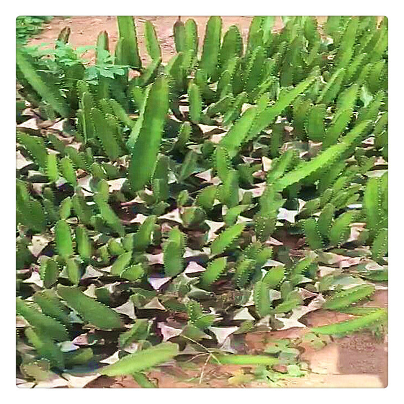 3公分粗红心火龙果小苗 红心火龙果树苗种植基地