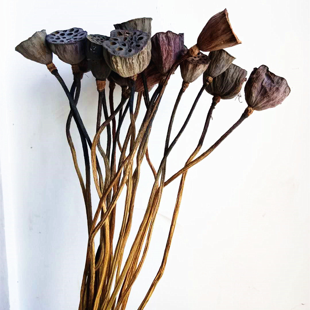 【带杆莲蓬】干花荷叶荷花莲蓬头 自然干花真杆干莲蓬拍摄道具