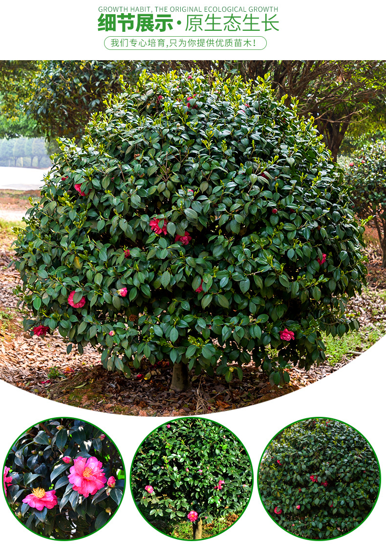 苗木现货批发山茶花球 园林绿化植物观赏工程常绿灌木茶花树苗