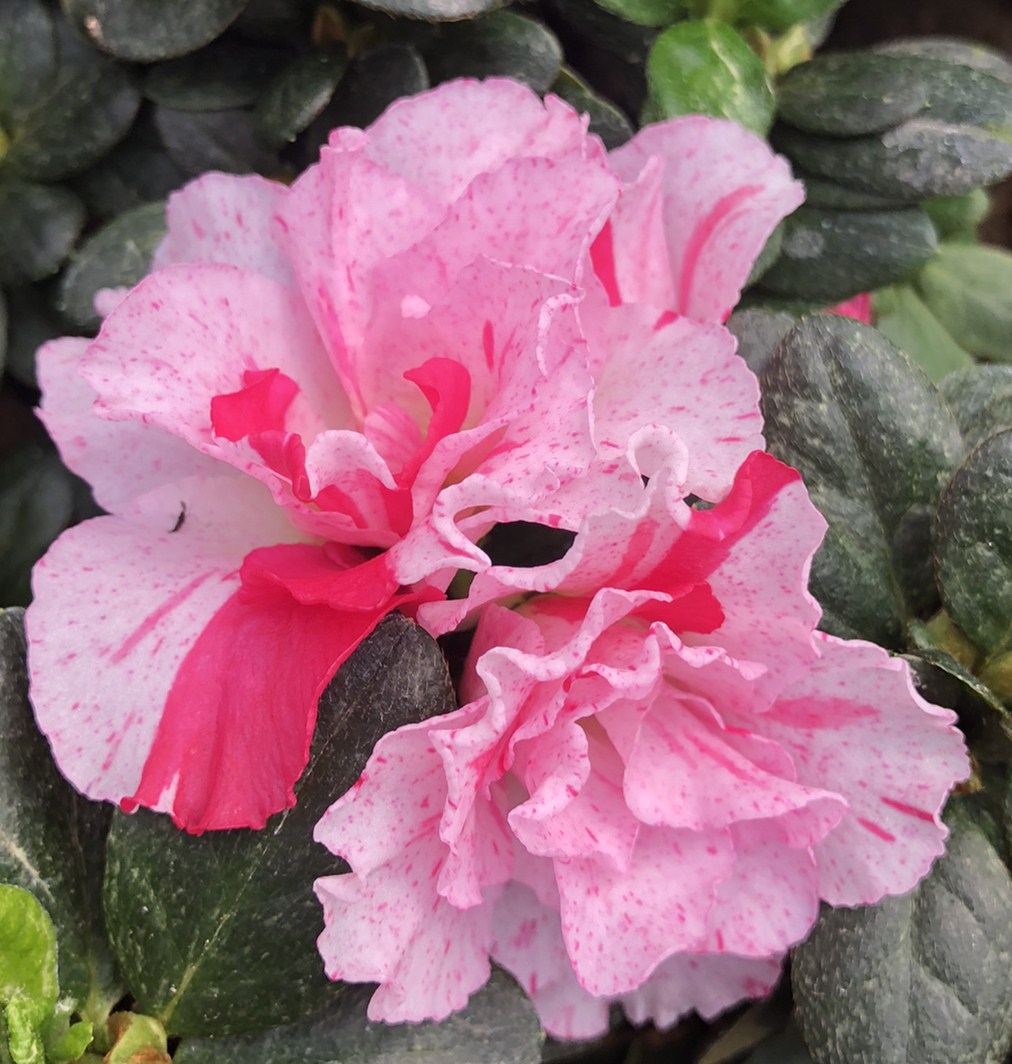 供应 比利时西洋杜鹃花 梅红 小桃红 樱桃红 西玛 五宝 造型杜鹃