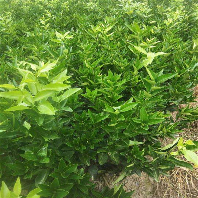 南方果树湖北果苗东方红桔苗新品种基地现挖现卖果苗批发