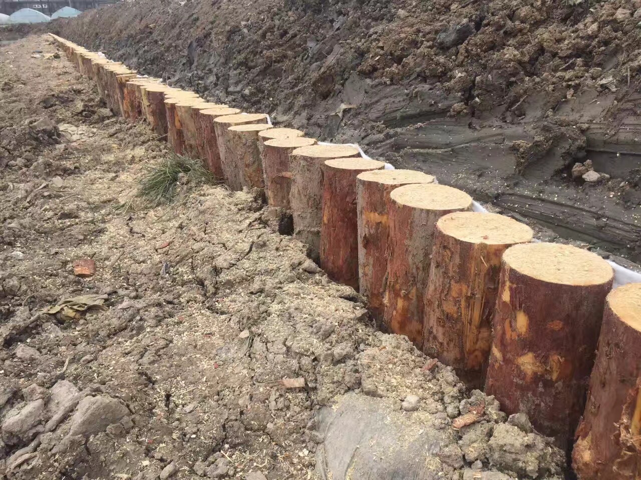松木桩,工地河道,缇坝防洪,园林护岸专用,3-8米可全国供货.