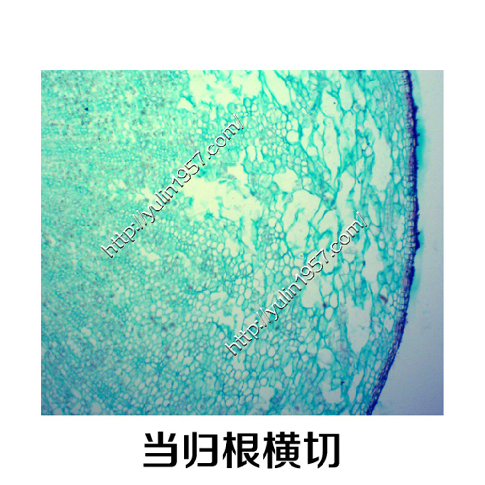 切片标本生物实验显微镜玻片标本当归根横切