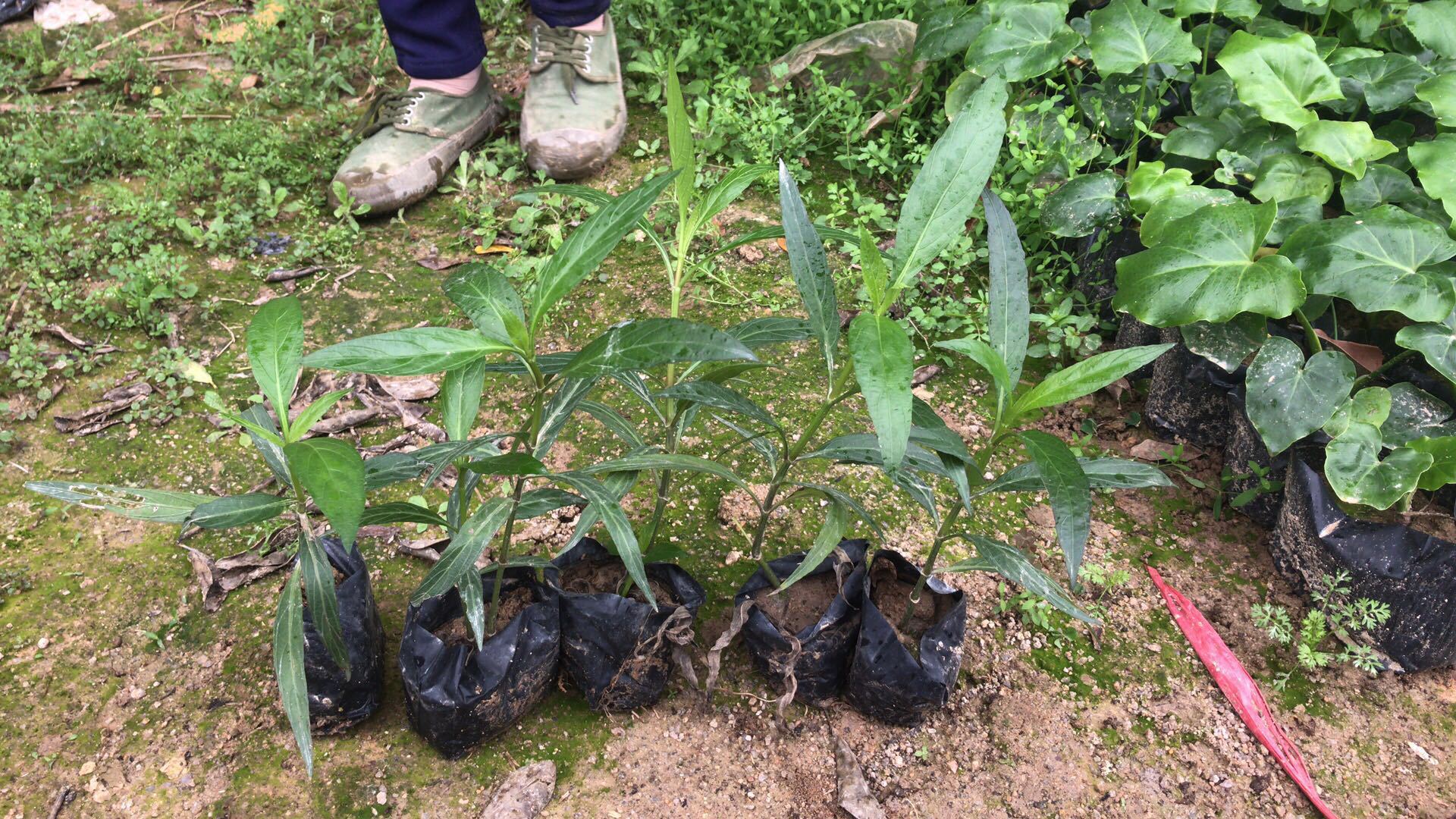 云南紫花翠芦莉露地小苗,云南紫花翠芦莉袋苗