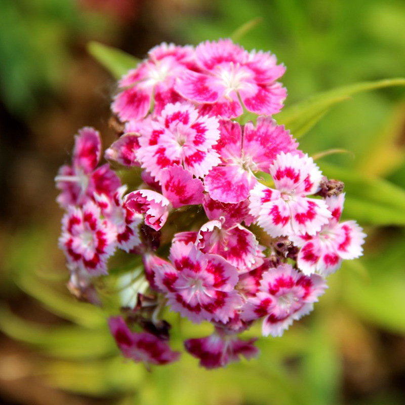 五彩石竹花色繁多,五彩缤纷,花期长.