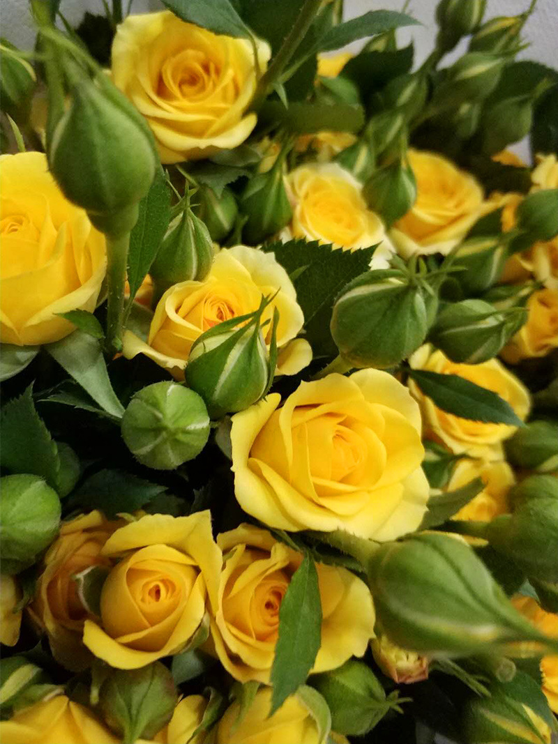 【梦幻芭比】多头玫瑰 云南昆明多头玫瑰鲜花批发 10支/扎