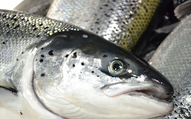 另外,影响三文鱼价格的不仅是储存方式,还有鱼的品种.