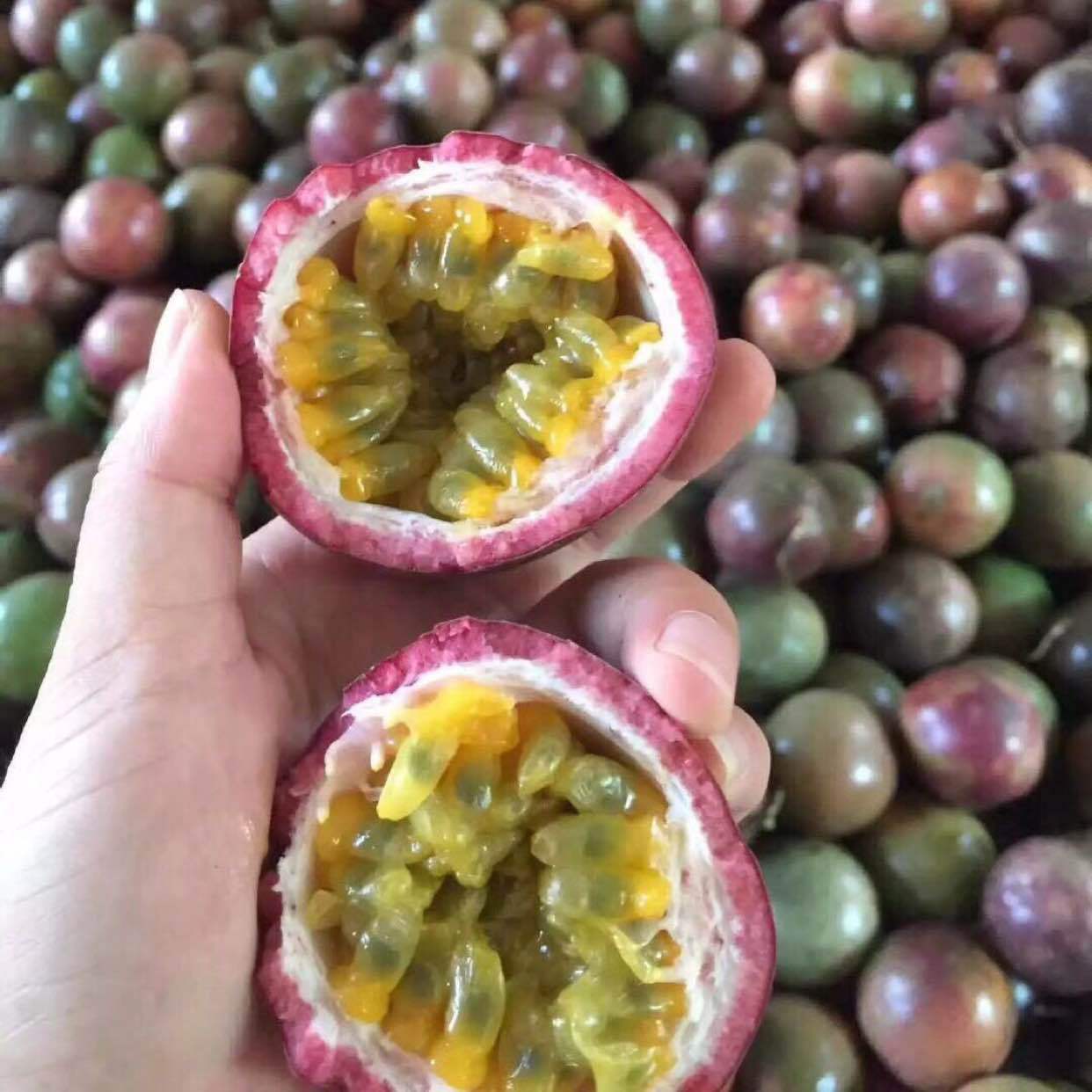 供应 紫香一号5斤百香果酸酸甜甜一件代发