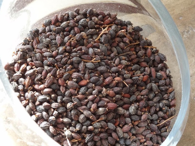 法国冬青种子 批发 新采日本珊瑚树种子 冬珊瑚 法青种子 红果冬