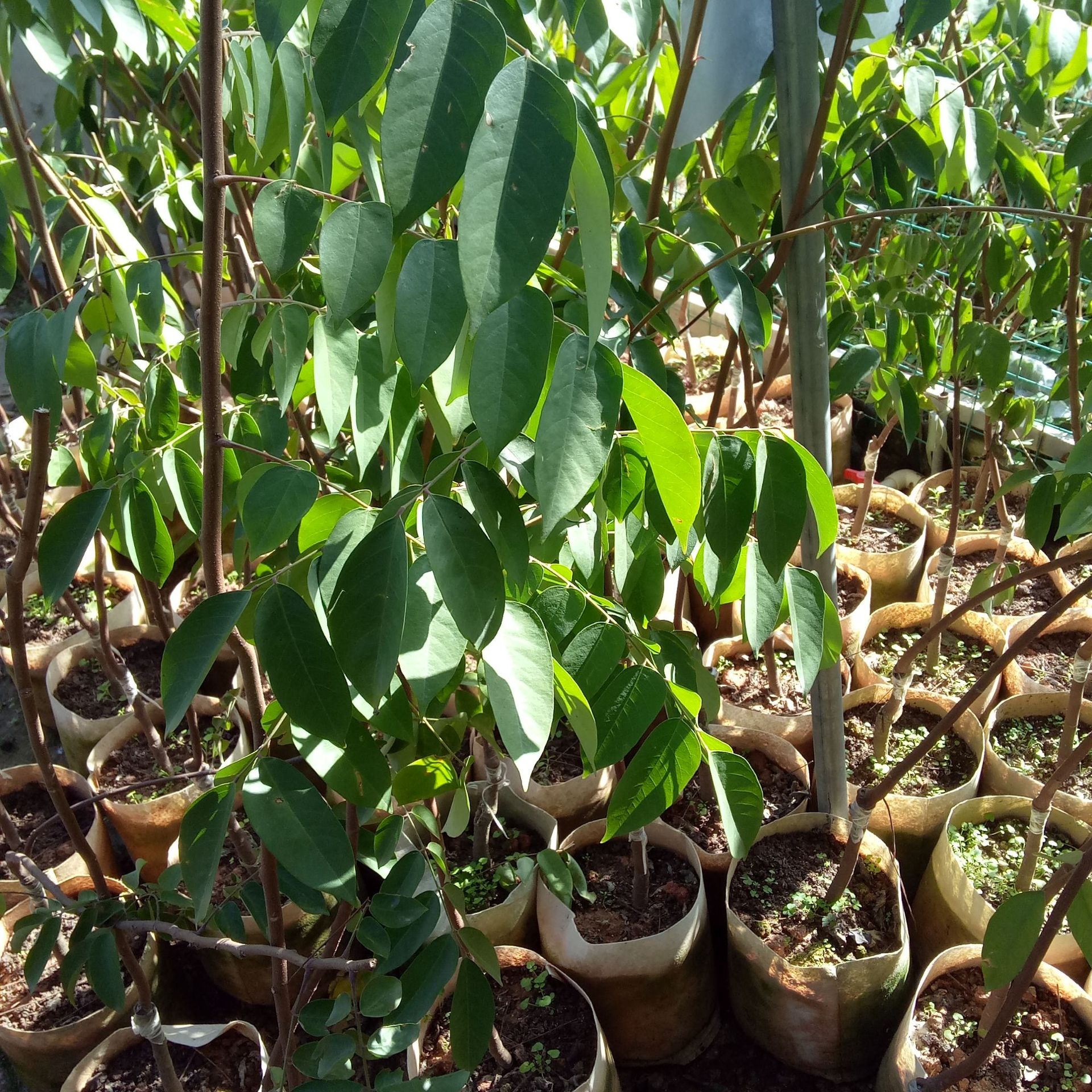 基地大量批发水果苗杨桃苗 杨桃果树苗 苗体健壮根系发达量大包邮