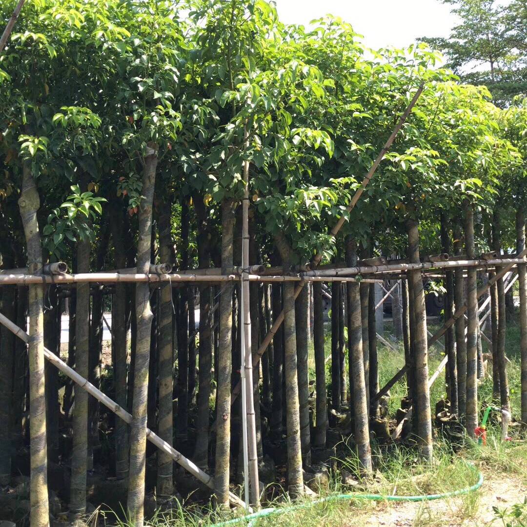 秋枫树10分 绿化苗木秋枫苗 秋枫假植苗 重阳木自家袋装大量供