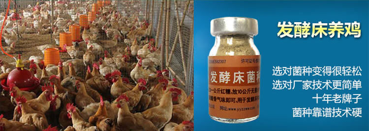 养鸡发酵床菌种