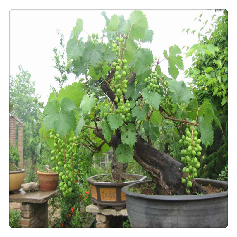 树葡萄果树苗图片
