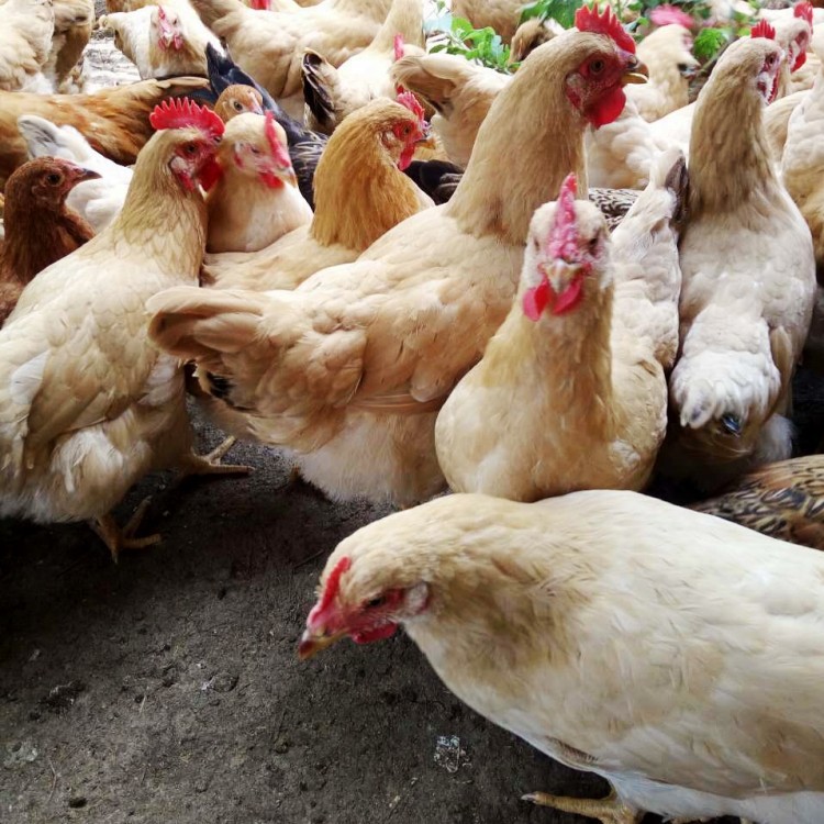 厂家仙居鸡苗批发|仙居土鸡苗|细脚土鸡养殖|仙居三黄
